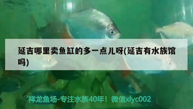 延吉哪里卖鱼缸的多一点儿呀(延吉有水族馆吗) 星点金龙鱼