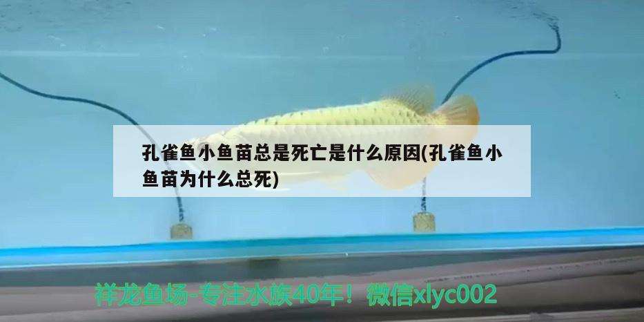 孔雀鱼小鱼苗总是死亡是什么原因(孔雀鱼小鱼苗为什么总死)