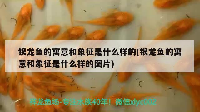 银龙鱼的寓意和象征是什么样的(银龙鱼的寓意和象征是什么样的图片) 银龙鱼