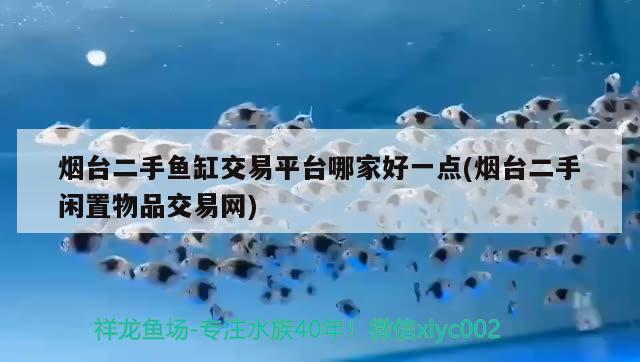 烟台二手鱼缸交易平台哪家好一点(烟台二手闲置物品交易网) 黄金梦幻雷龙鱼 第1张