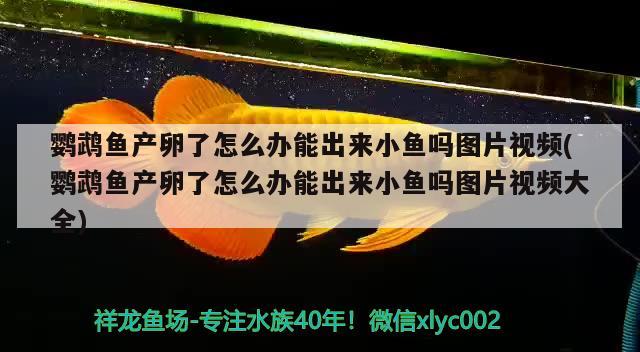 鹦鹉鱼产卵了怎么办能出来小鱼吗图片视频(鹦鹉鱼产卵了怎么办能出来小鱼吗图片视频大全)