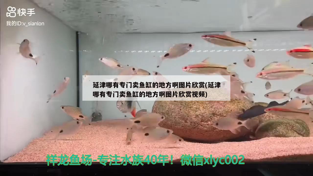 延津哪有专门卖鱼缸的地方啊图片欣赏(延津哪有专门卖鱼缸的地方啊图片欣赏视频) 帝王血钻