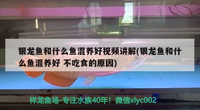 银龙鱼和什么鱼混养好视频讲解(银龙鱼和什么鱼混养好不吃食的原因)