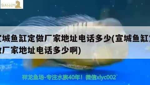 宣城鱼缸定做厂家地址电话多少(宣城鱼缸定做厂家地址电话多少啊) 元宝凤凰鱼