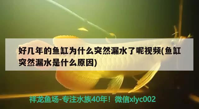 好几年的鱼缸为什么突然漏水了呢视频(鱼缸突然漏水是什么原因) 福虎/异型虎鱼/纯色虎鱼 第2张