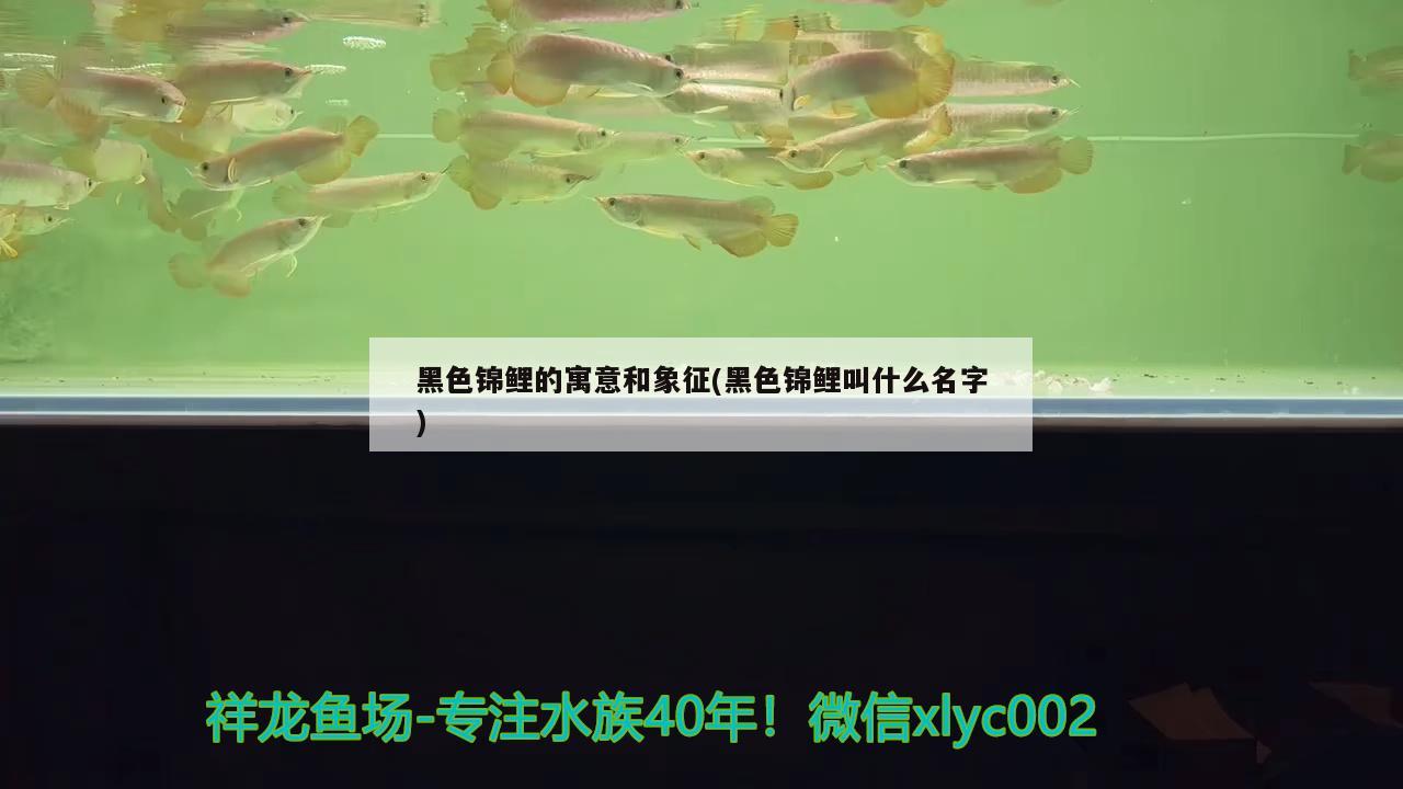 黑色锦鲤的寓意和象征(黑色锦鲤叫什么名字)