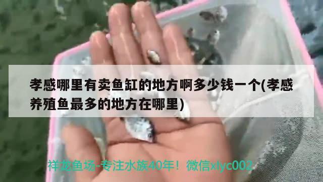 孝感哪里有卖鱼缸的地方啊多少钱一个(孝感养殖鱼最多的地方在哪里)