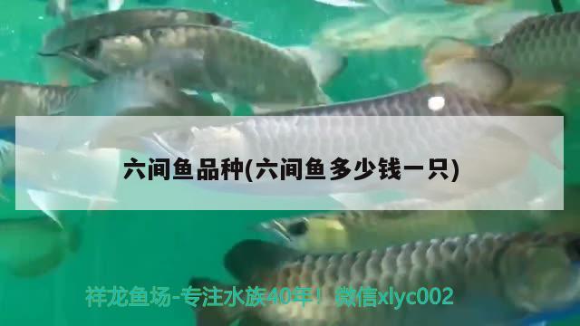 六间鱼品种(六间鱼多少钱一只) 观赏鱼