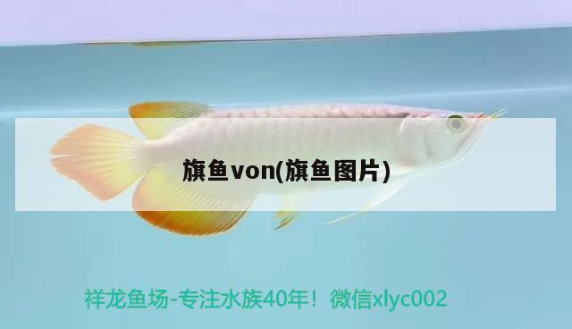 旗鱼von(旗鱼图片)