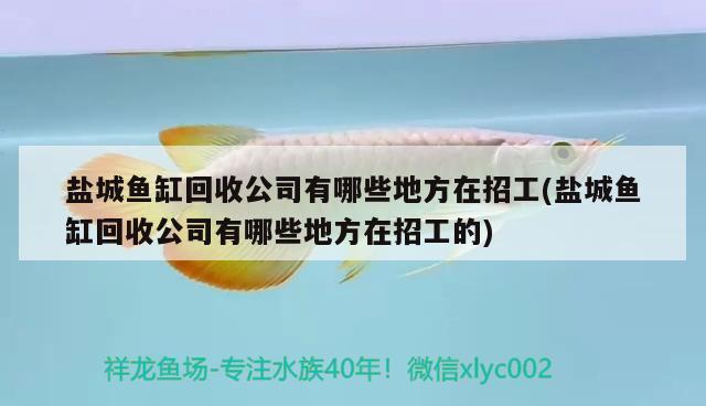 盐城鱼缸回收公司有哪些地方在招工(盐城鱼缸回收公司有哪些地方在招工的) 玫瑰银版鱼