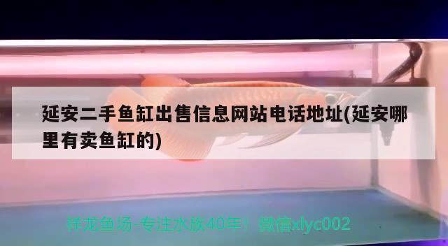 延安二手鱼缸出售信息网站电话地址(延安哪里有卖鱼缸的) 豹纹夫鱼苗