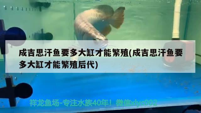 成吉思汗鱼要多大缸才能繁殖(成吉思汗鱼要多大缸才能繁殖后代)