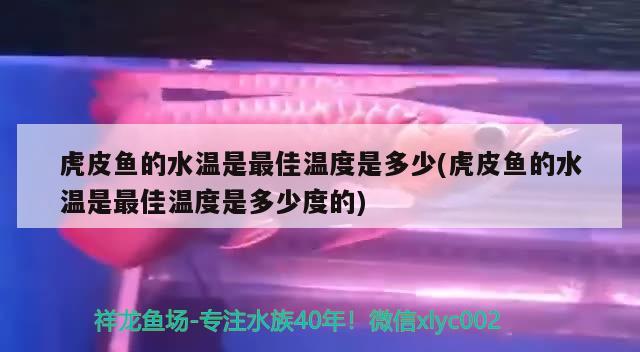 虎皮鱼的水温是最佳温度是多少(虎皮鱼的水温是最佳温度是多少度的) 观赏鱼