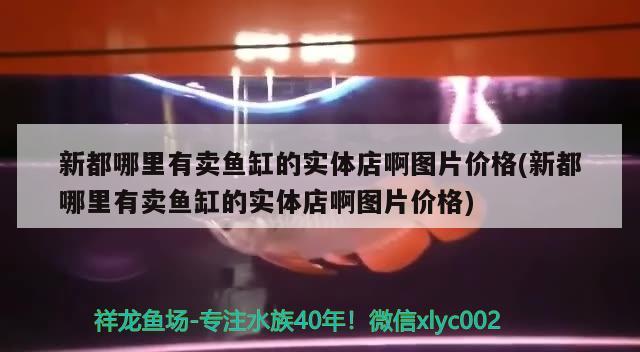 新都哪里有卖鱼缸的实体店啊图片价格(新都哪里有卖鱼缸的实体店啊图片价格) 女王大帆鱼