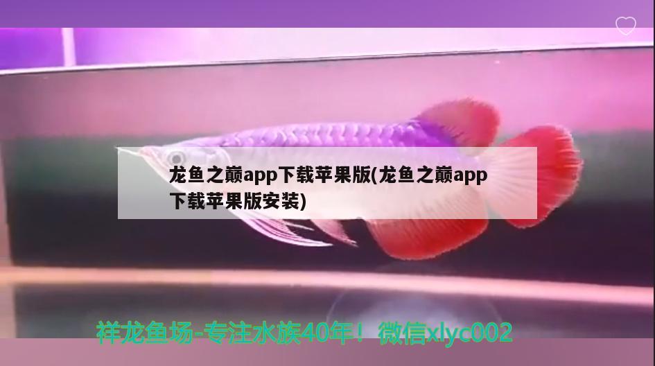 龙鱼之巅app下载苹果版(龙鱼之巅app下载苹果版安装)