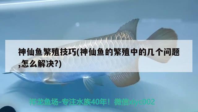 神仙鱼繁殖技巧(神仙鱼的繁殖中的几个问题,怎么解决?) 观赏鱼