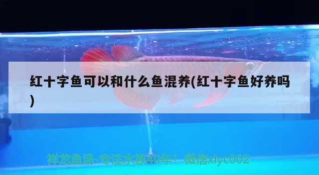 红十字鱼可以和什么鱼混养(红十字鱼好养吗)