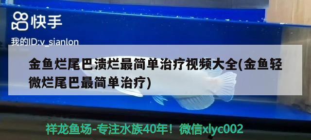 金鱼烂尾巴溃烂最简单治疗视频大全(金鱼轻微烂尾巴最简单治疗) 观赏鱼