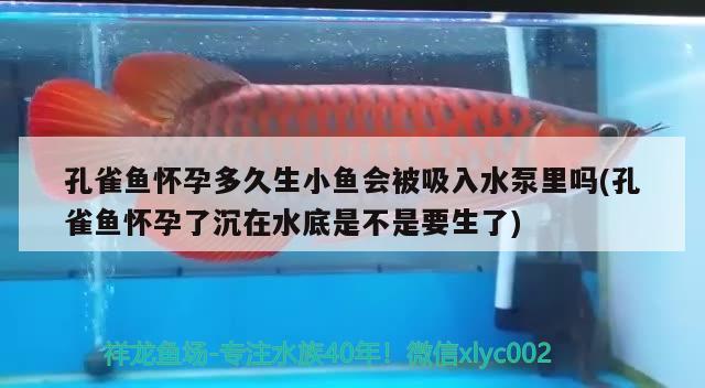 孔雀鱼怀孕多久生小鱼会被吸入水泵里吗(孔雀鱼怀孕了沉在水底是不是要生了) 观赏鱼