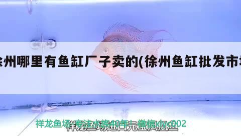 徐州哪里有鱼缸厂子卖的(徐州鱼缸批发市场) 肺鱼