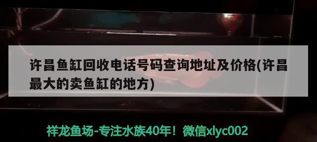 许昌鱼缸回收电话号码查询地址及价格(许昌最大的卖鱼缸的地方) 黑云鱼