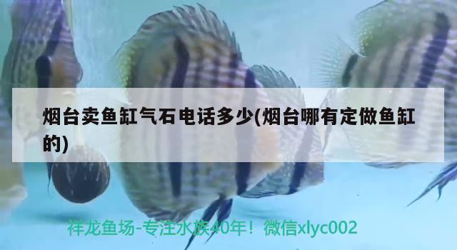 烟台卖鱼缸气石电话多少(烟台哪有定做鱼缸的) 黄金斑马鱼 第2张