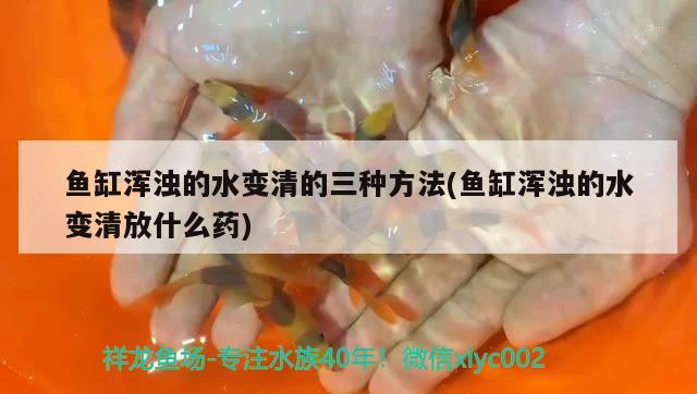 鱼缸浑浊的水变清的三种方法(鱼缸浑浊的水变清放什么药)