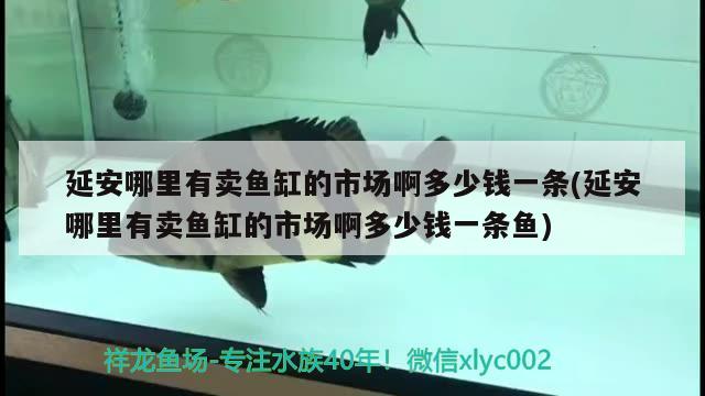 延安哪里有卖鱼缸的市场啊多少钱一条(延安哪里有卖鱼缸的市场啊多少钱一条鱼) 照明器材