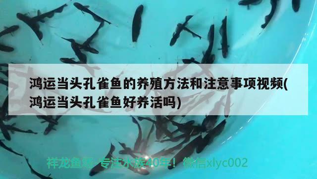 鸿运当头孔雀鱼的养殖方法和注意事项视频(鸿运当头孔雀鱼好养活吗)