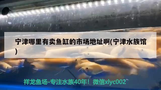 宁津哪里有卖鱼缸的市场地址啊(宁津水族馆)