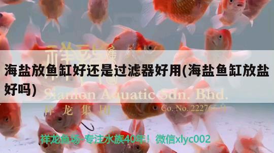 海盐放鱼缸好还是过滤器好用(海盐鱼缸放盐好吗) 月光鸭嘴鱼