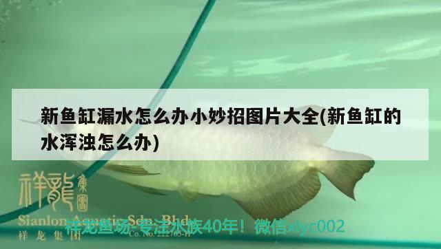 新鱼缸漏水怎么办小妙招图片大全(新鱼缸的水浑浊怎么办) 皇冠黑白魟鱼