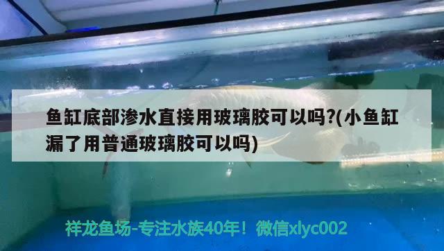 鱼缸底部渗水直接用玻璃胶可以吗?(小鱼缸漏了用普通玻璃胶可以吗) 喷点菠萝鱼