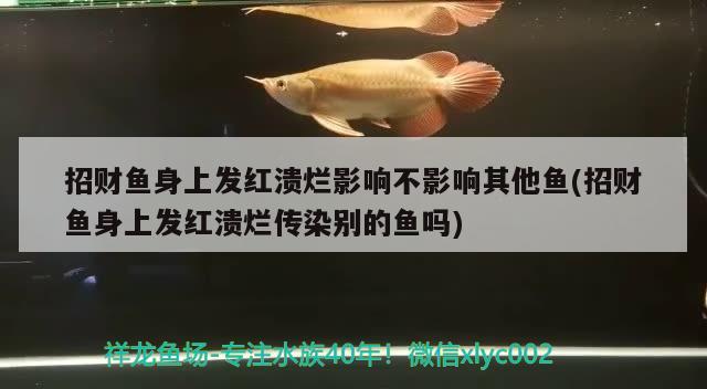 招财鱼身上发红溃烂影响不影响其他鱼(招财鱼身上发红溃烂传染别的鱼吗)