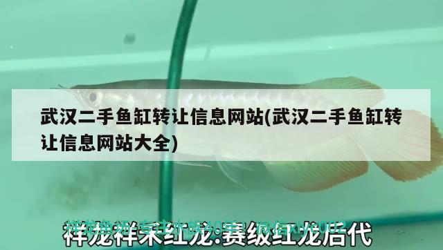 武汉二手鱼缸转让信息网站(武汉二手鱼缸转让信息网站大全)