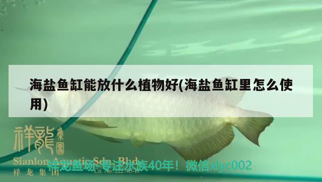 海盐鱼缸能放什么植物好(海盐鱼缸里怎么使用) 鱼缸/水族箱