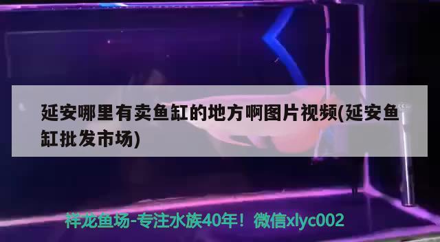 延安哪里有卖鱼缸的地方啊图片视频(延安鱼缸批发市场)