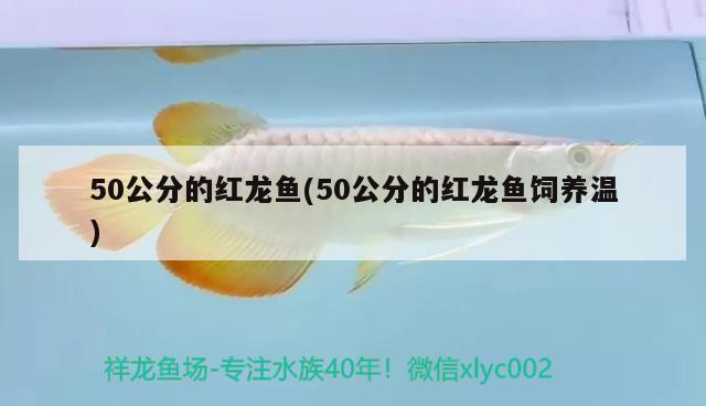 50公分的红龙鱼(50公分的红龙鱼饲养温)