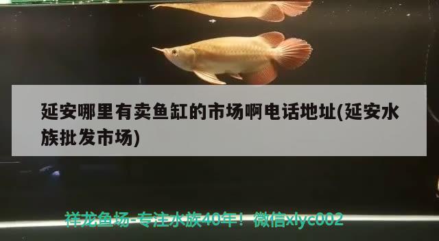 延安哪里有卖鱼缸的市场啊电话地址(延安水族批发市场) 观赏鱼水族批发市场