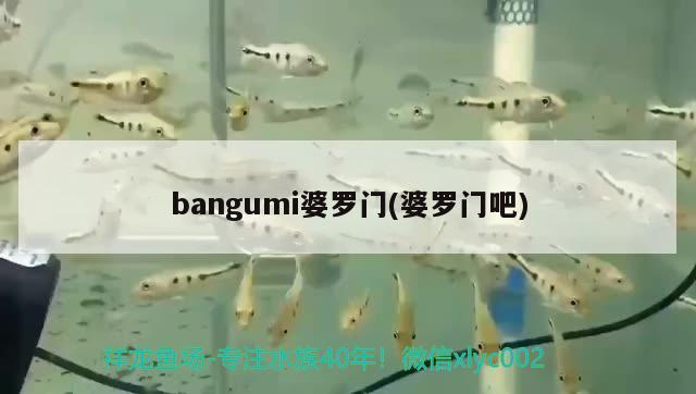 bangumi婆罗门(婆罗门吧) 观赏鱼