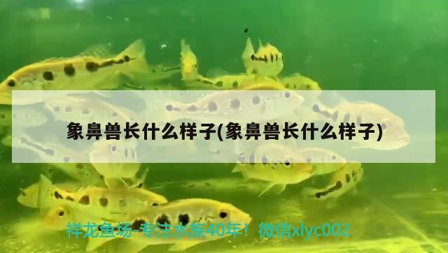 象鼻兽长什么样子(象鼻兽长什么样子) 观赏鱼