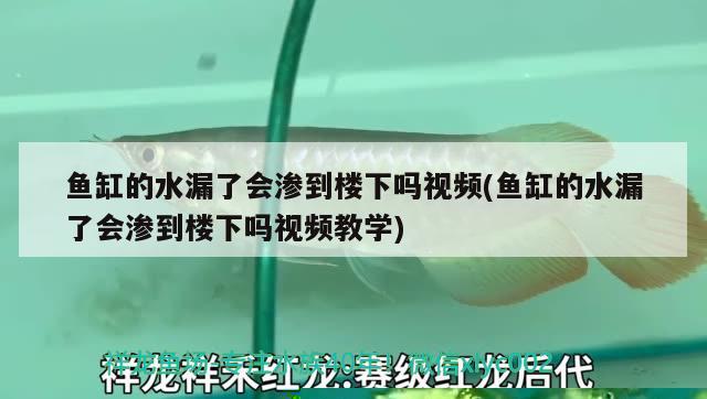 鱼缸的水漏了会渗到楼下吗视频(鱼缸的水漏了会渗到楼下吗视频教学)