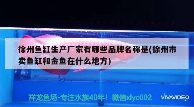 徐州鱼缸生产厂家有哪些品牌名称是(徐州市卖鱼缸和金鱼在什么地方) 红老虎鱼