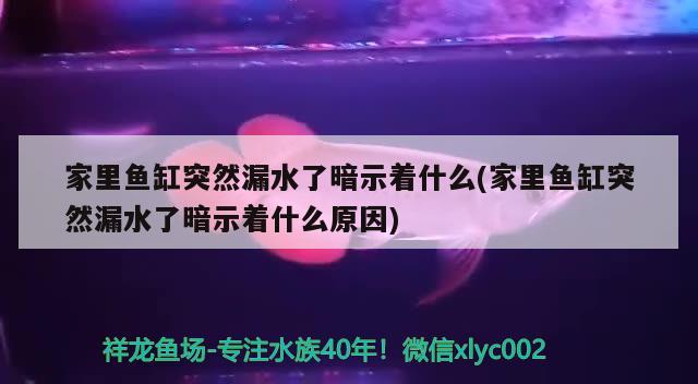 家里鱼缸突然漏水了暗示着什么(家里鱼缸突然漏水了暗示着什么原因)