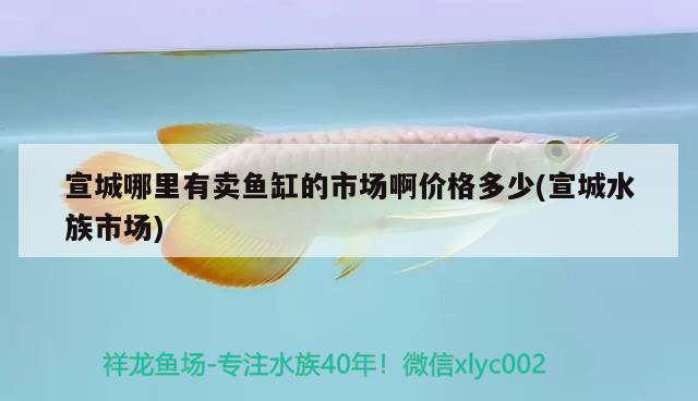 宣城哪里有卖鱼缸的市场啊价格多少(宣城水族市场) 祥龙龙鱼鱼粮