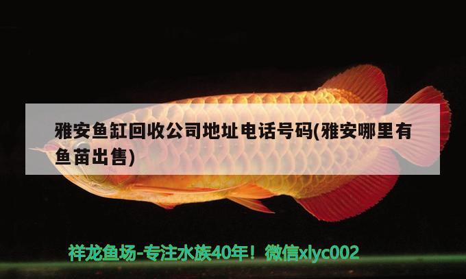 雅安鱼缸回收公司地址电话号码(雅安哪里有鱼苗出售) 黄金斑马鱼