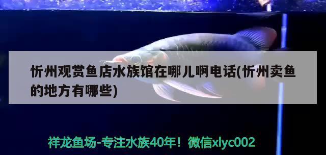 忻州观赏鱼店水族馆在哪儿啊电话(忻州卖鱼的地方有哪些) 硝化细菌