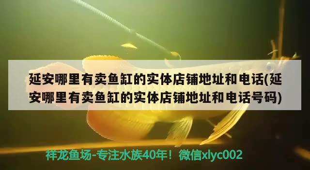 延安哪里有卖鱼缸的实体店铺地址和电话(延安哪里有卖鱼缸的实体店铺地址和电话号码)