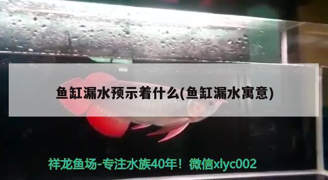 鱼缸漏水预示着什么(鱼缸漏水寓意) 硝化细菌