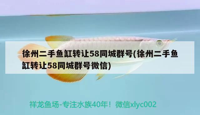 徐州二手鱼缸转让58同城群号(徐州二手鱼缸转让58同城群号微信) 野生地图鱼